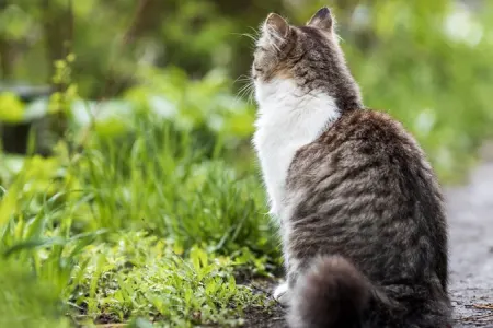Alimlər: Gözlənilən ömür immunitetdən asılıdır