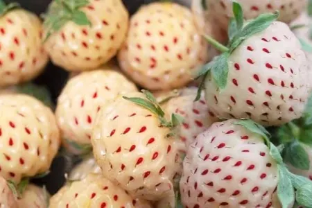 Çiyələyə bənzəyir, dadı tam başqa - özü isə xəzinədir