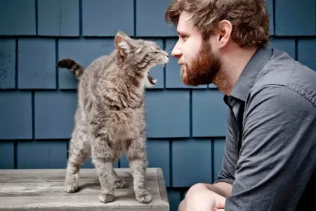 Süni intellektlə pişiklərin dili başa düşüləcək