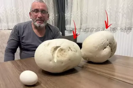 Gəzməyə çıxdığı yolda görün nə tapdı