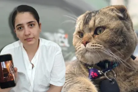 Pişiyə görə arvadını boşayacaq