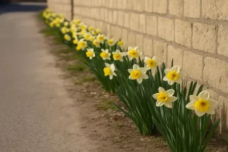 Nərgiz gülü qonşular arasına ədavət saldı - Bələdiyyə müdaxilə etdi
