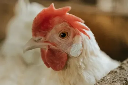 Məşhur broyler şirkəti külli miqdarda borca düşdü