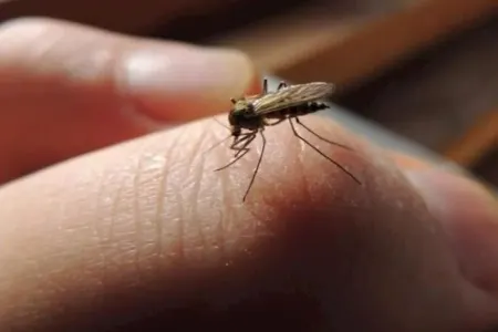 Yayda həşəratlara qarşı təbii həll — Bu bitkini yandırmaq kifayətdir