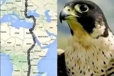 Bir şahin, iki qitə, 42 gün