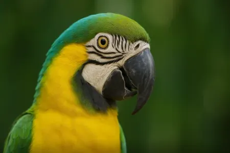 Papuqaylar niyə sözləri təkrar edirlər?