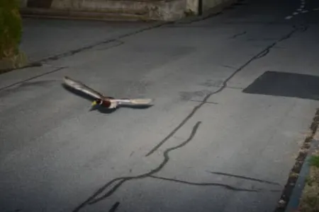 Sürətlə uçan ördək radara düşdü - FOTO