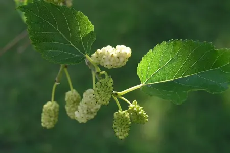 Tut yığmaq üçün ağaca çıxan kişi yıxılaraq öldü