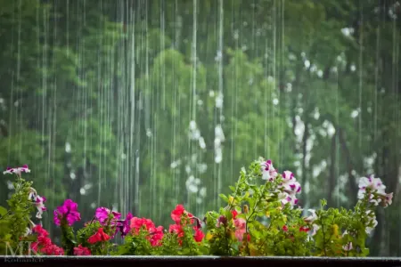 Bu ərazilərdə yağış yağır - FAKTİKİ HAVA