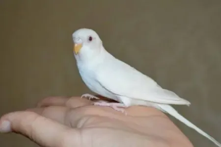 Ev şəraitində quşlara necə qulluq edilməli?