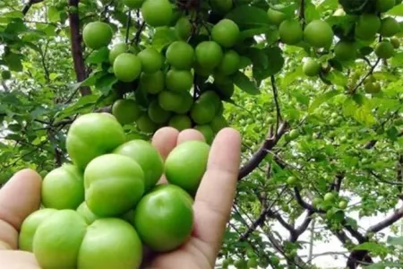 Alçanın bu faydasından heç kimin xəbəri yoxdur