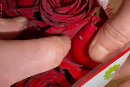 İrandan Azərbaycana gətirilən qızılgüllərdə qurd var - VİDEO