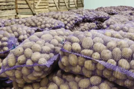 500 ton kartofun sahibi tapılmır - Gömrükdə çürüyür