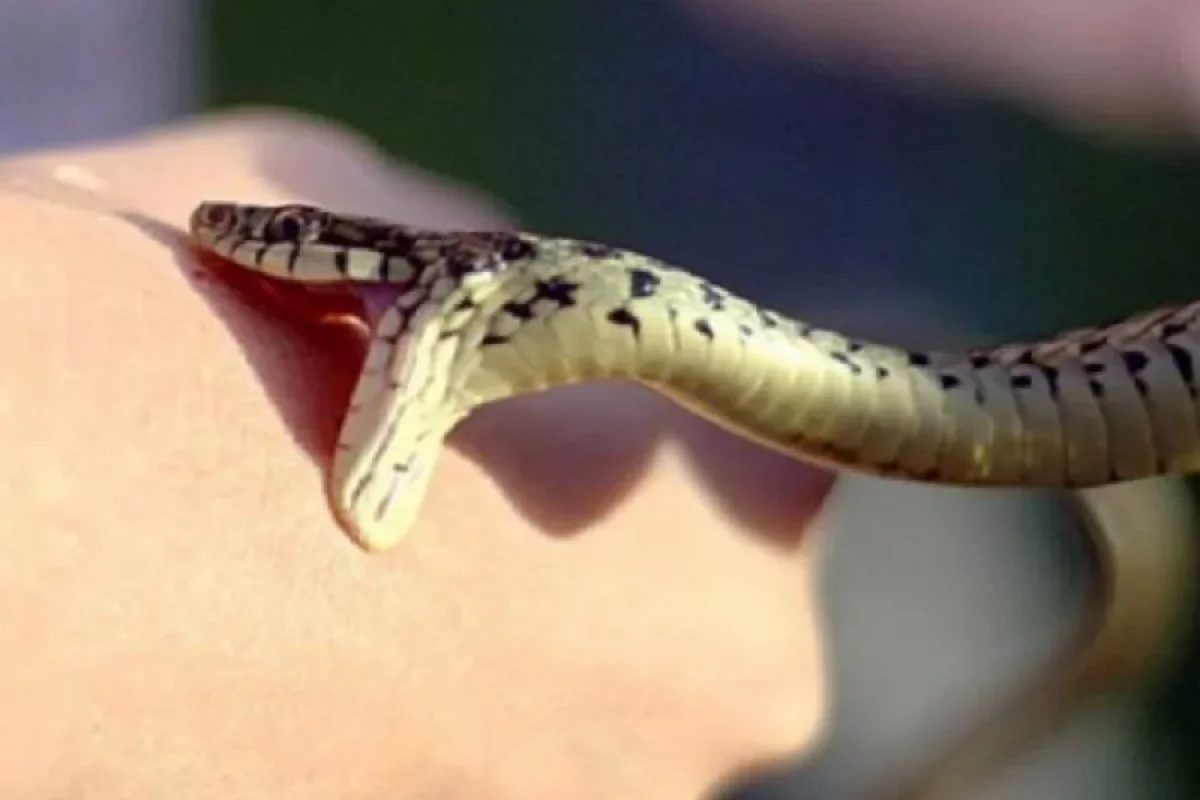 Qaxda 20 yaşlı gənci ilan sancdı - Vəziyyəti ağırdır