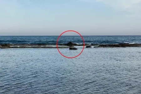 Dənizdə inək leşi görənlər şoka düşdü
