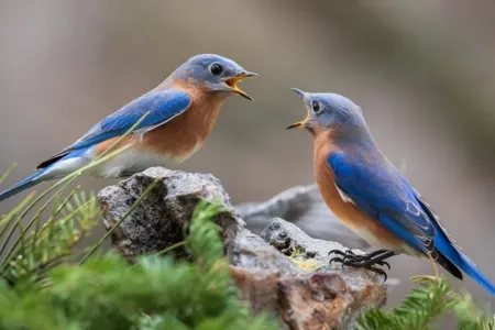 Heyvanlar da uzunmüddətli - dostluqlar qururlar