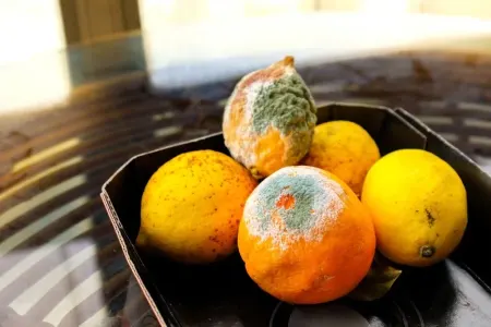 Limonları xarab olmaqdan qorumağın - ÜSULLARI