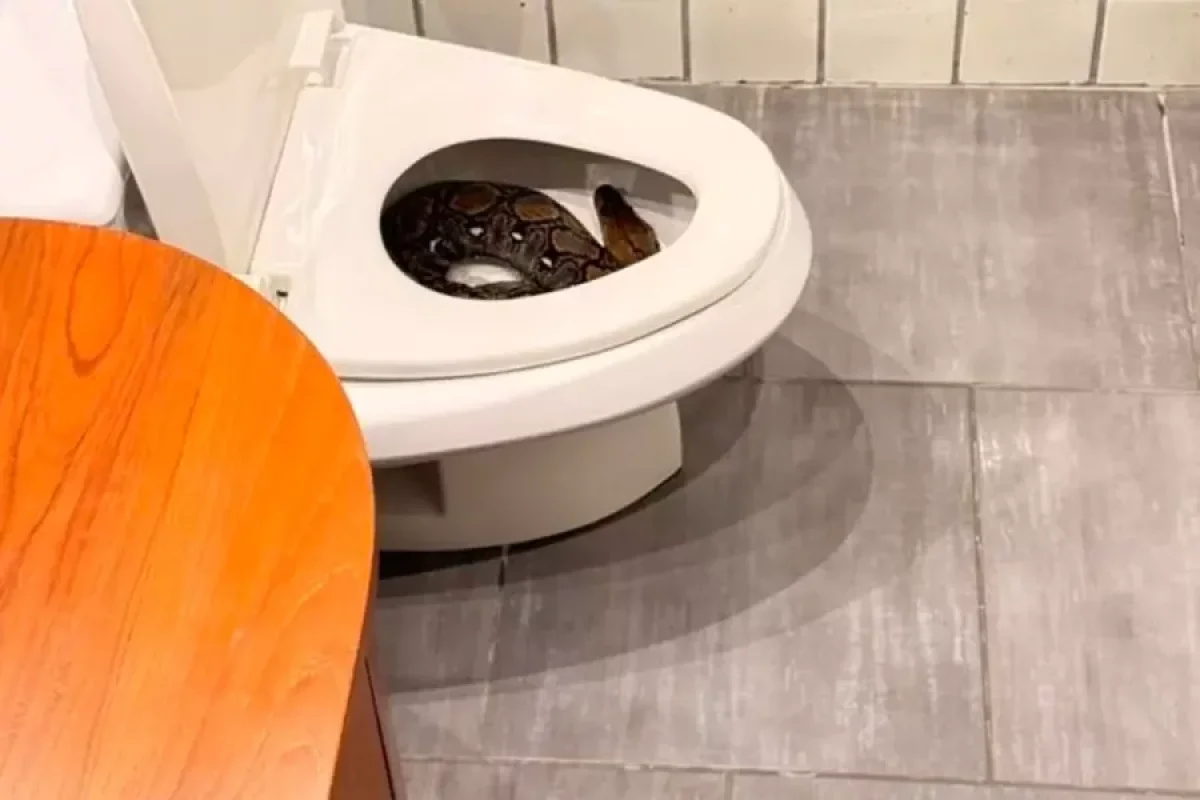 Gecə tualetə getdi, - ilanla qarşılaşdı