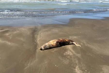 Pirşağı çimərliyində suiti cəsədləri aşkarlandı - FOTO