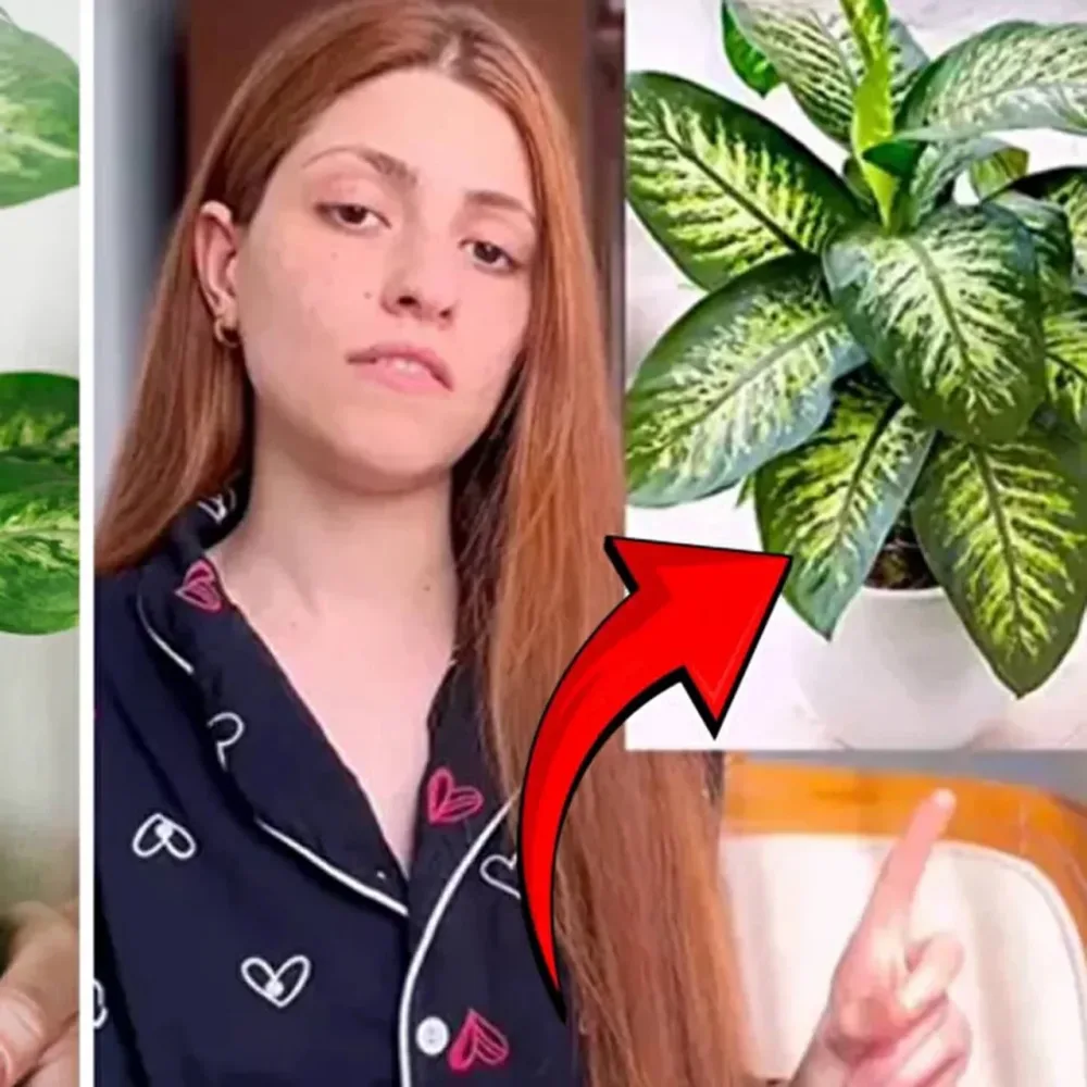 Bu bitkiyə toxundu, kəkələməyə başladı - Hər evdə var