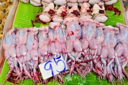 Qurbağa əti yemək olar? - AÇIQLAMA