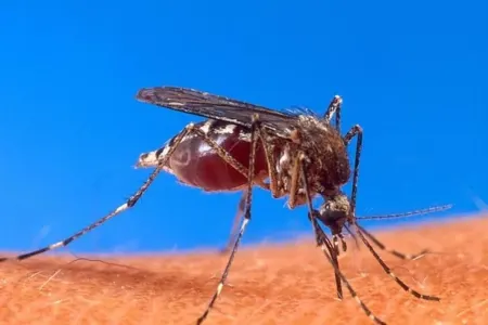 Bu ölkədə ölümcül virus yayıldı - Ağcaqanadlar vasitəsilə ötürülür