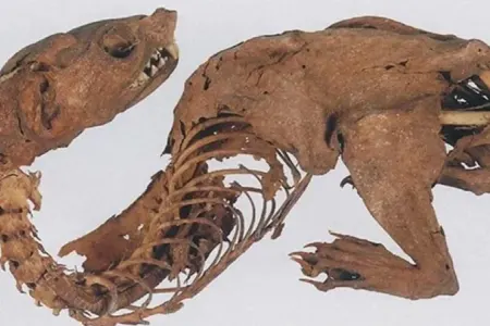 Arxeoloqlar qədim "göy qurşağı əjdahasının" sirrini açdı