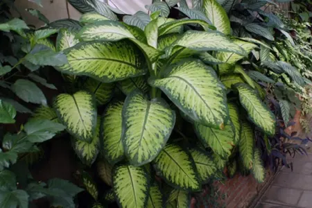 Evlərimizi bəzəyən bitki niyə təhlükəlidir?