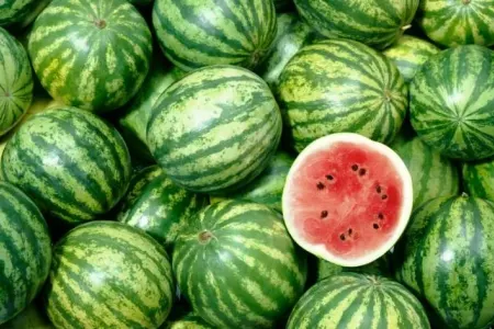 Bu aylarda qarpız yemək olar?