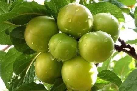 11 səbəb üçün alça yeyin - FAYDALARI