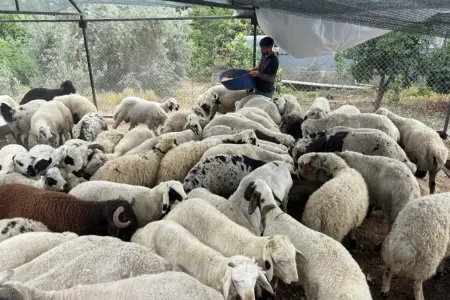 Qurbanlıq heyvanlara yaxşı baxın: - Qarnı şişdirsə...