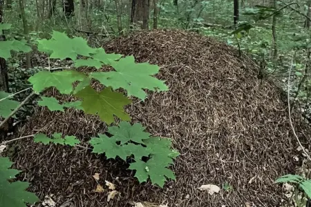 Qarışqalar 14 saat ərzində yox olur: - evdə istifadə edə biləcəyiniz ASAN ÜSUL