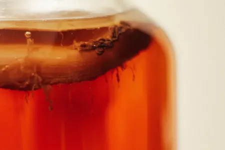 Çay göbələyindən geyim hazırlanır