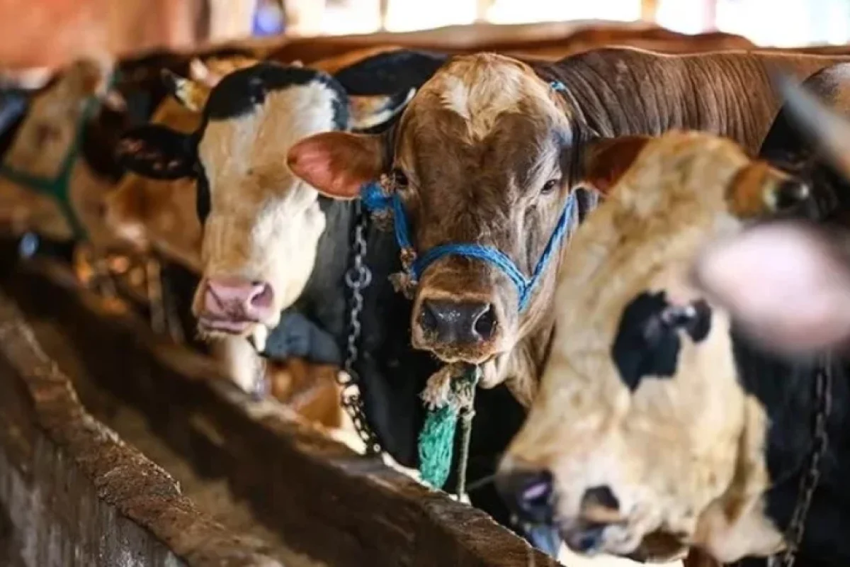 Kredit kartı ilə qurban almaq olarmı? - Şərtlər AÇIQLANDI