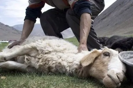 Bayram həftəsi girdi - Qurban kəsəcək tanınmışlar