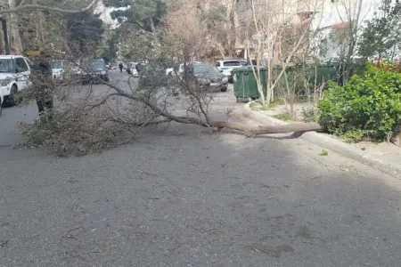Bakıda külək 16 ağacı aşırdı