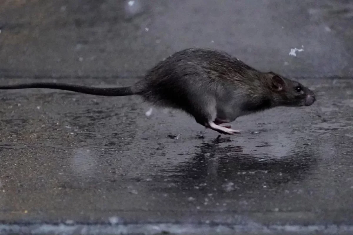 Siçanlar ölümcül bakteriyalar yaymağa başlayır - DİQQƏT!