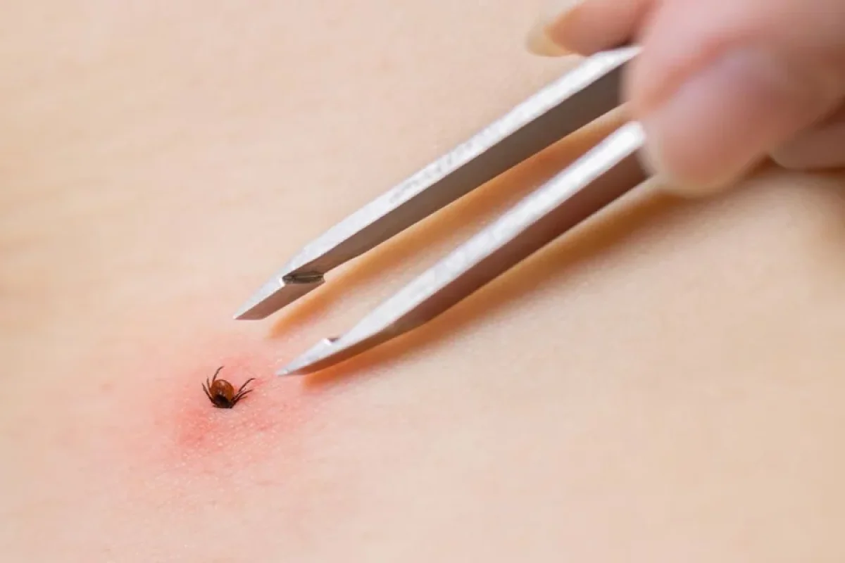 KKKA virusuna qarşı - diqqətli olun!