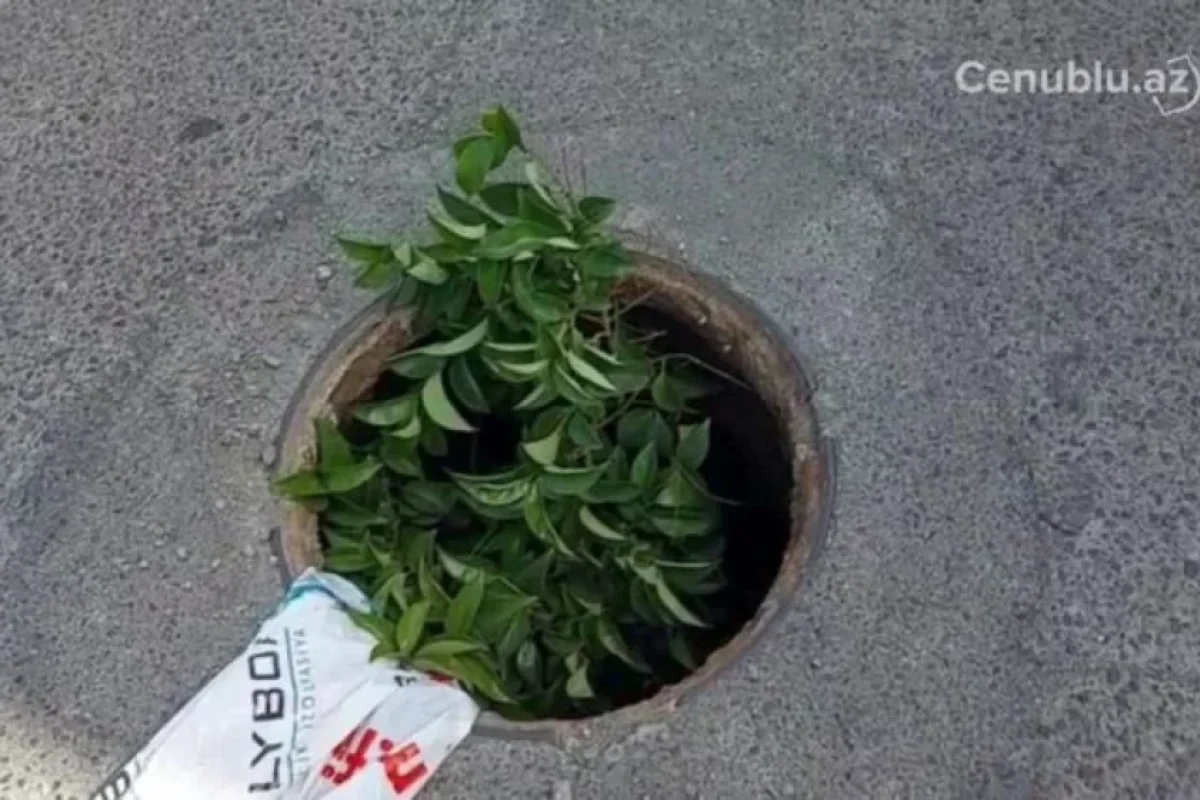 Lənkəranda yolun ortasında təhlükə - VİDEO