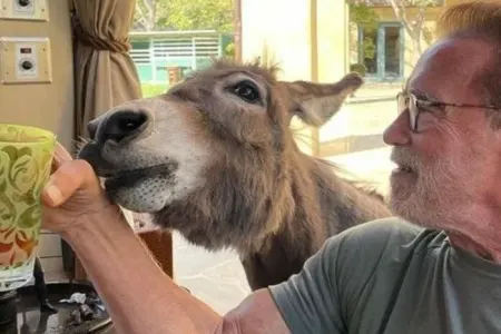 Şvartsnegger donuz və eşşək alıb: - Səbəbi...