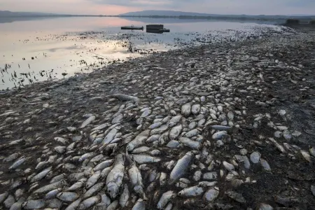 Məhəmmədi gölündə balıqlar kütləvi tələf oldu - VİDEO