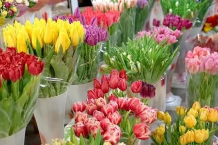 İcranın 145 minlik gül aldığı Nigar kimdir?