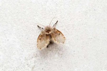 Hamamda bu milçəyi görənlər diqqətli olsun - – Təhlükə yaxınlaşır