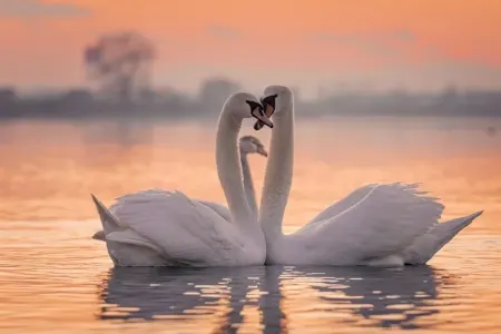 Bu heyvanlar yoldaş itkisinə - yas tuturlar