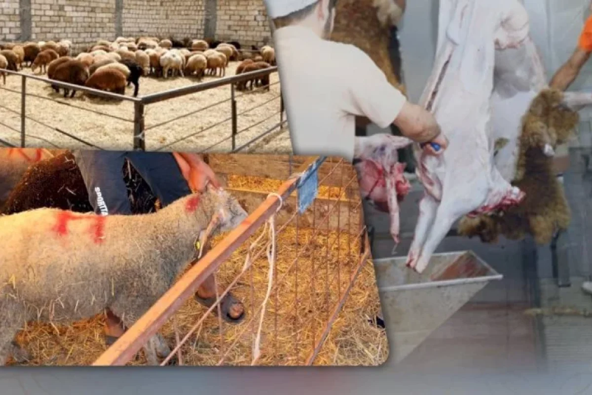 Qurbanlıq ət kimlərə paylanılmalıdır?