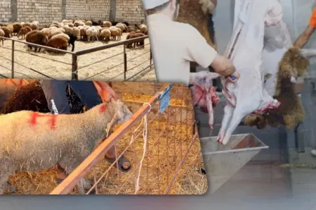 Qurbanlıq ət kimlərə paylanılmalıdır?