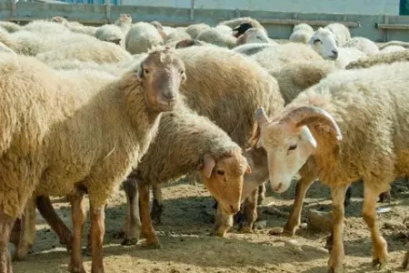 Qurbanlıq heyvanı onlayn qaydada almaq mümkündür
