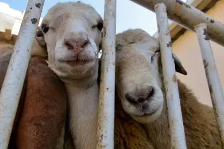Qurban kəsmək qadağan edildi