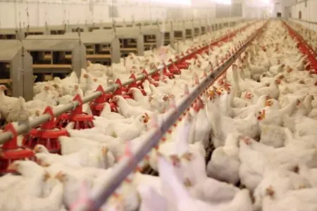 Azərbaycan bu ölkənin məhsullarına qadağa qoydu