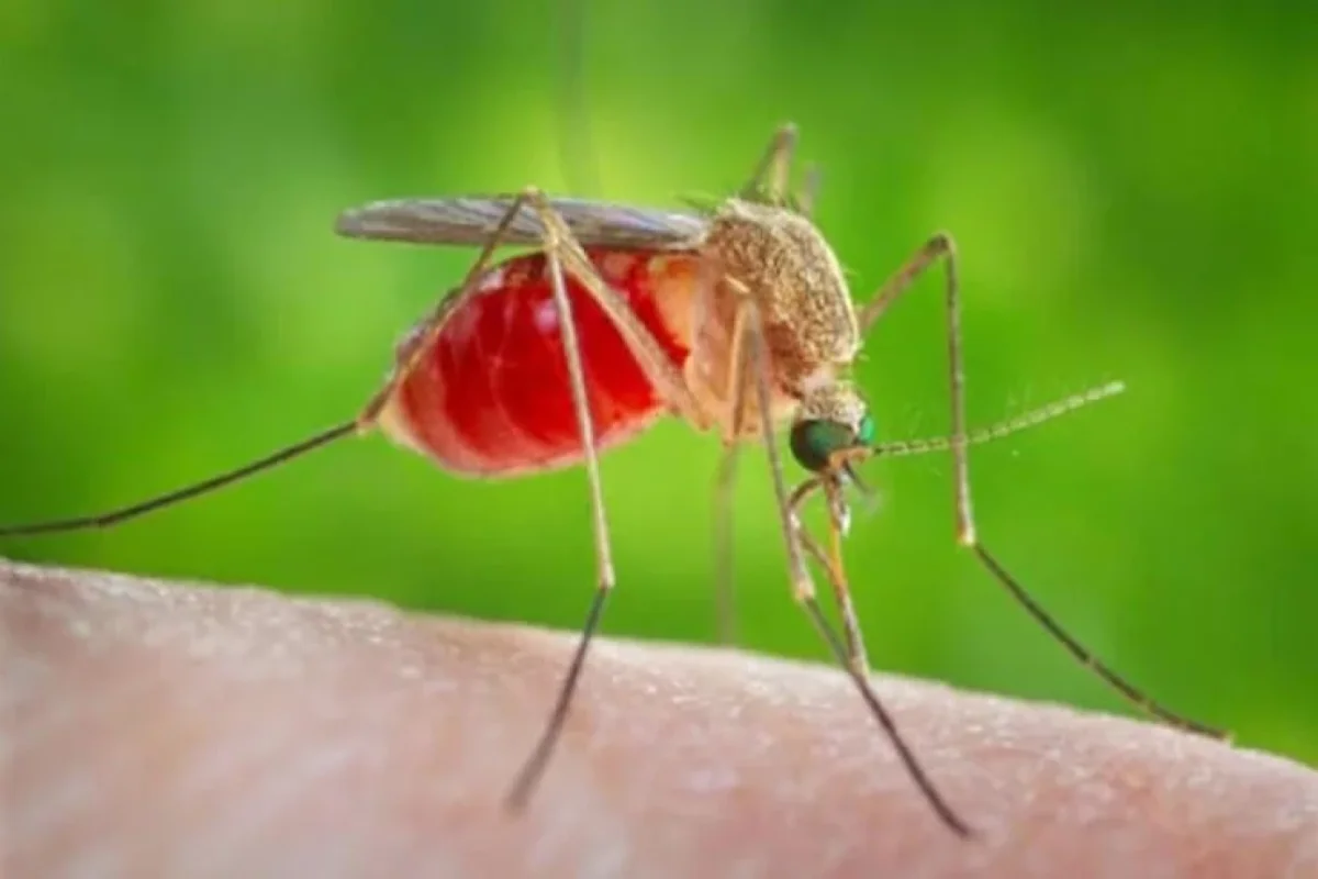 Ağcaqanadlar ən çox bu qan qrupundan olan insanları "yeyir"